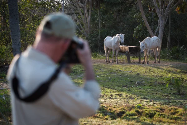 Fotograf som fotograferar två hästar vid vatten tråg — Stockfoto