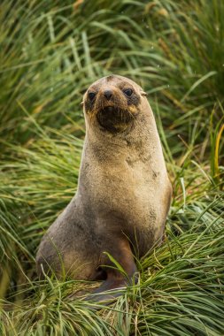 Antarctic fur seal seated in tussock grass clipart
