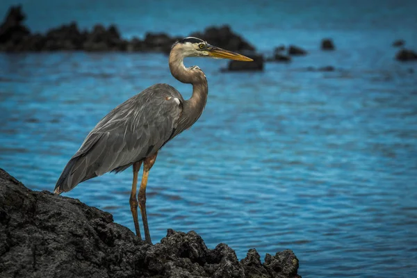 Great blue heron se ut över havet — Stockfoto