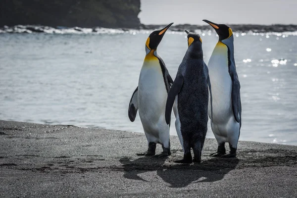 Trzy, król pingwiny rozciąganie szyi na plaży — Zdjęcie stockowe