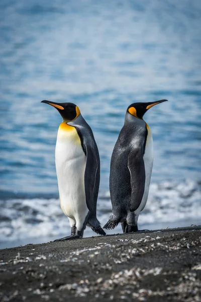 İki zıt yönlere bakan penguenler Kral