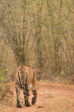 Bengal kaplanı dönemeçte ormanlık parça