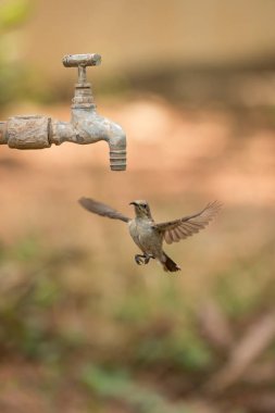 Açık musluk altında gezinip kadın mor sunbird