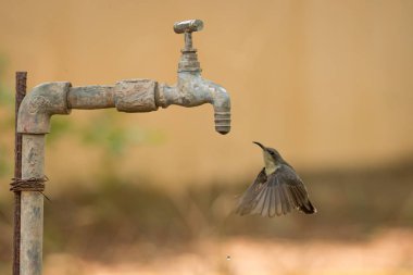 Kadın mor sunbird hovers musluk suyu altında