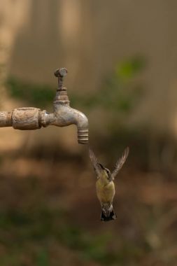 Kadın mor sunbird Bahçe musluk altında uçuşu