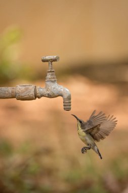 Kadın mor sunbird açık musluk altında uçuşu