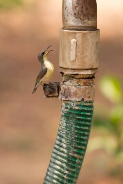 Kadın mor sunbird plastik hortum üzerinde tünemiş