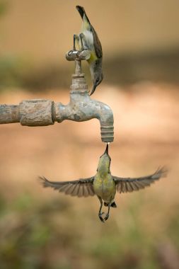 Kadın mor Kanarya üstündeki ve altındaki dokunun