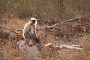 Kayaların güneşinin üzerinde oturan hanuman langur
