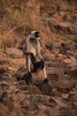 Silah diz ile oturan hanuman langur
