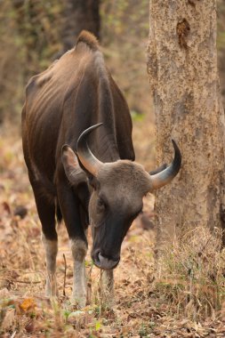 Ağaç gölgede geçmiş yürüyüş Hint gülbay