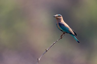 Hint silindir arka plan bulanık ile dal üzerinde