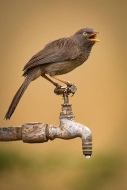 Orman yedikardeşi dokunun açık Gaga ile