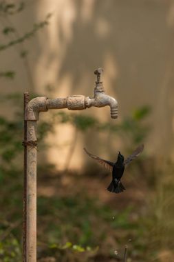 Erkek mor sunbird Bahçe musluk altında uçuşu