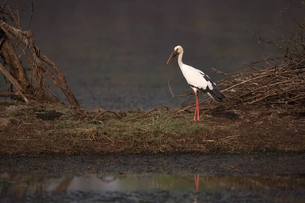 아시아 오픈-청구 황새 호수 잔디에 — 스톡 사진