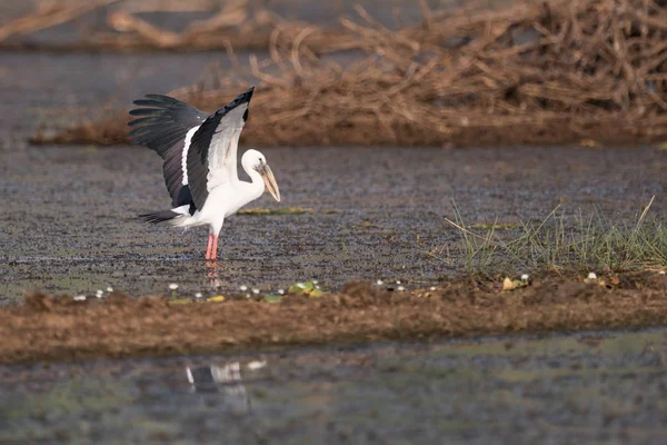 Cigogne asiatique à bec ouvert étirant les ailes dans les eaux peu profondes — Photo