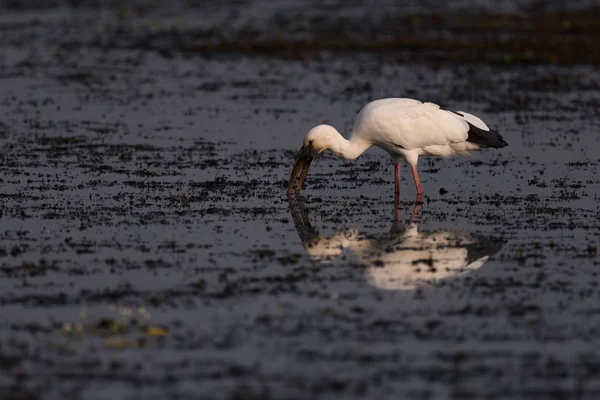 Cigogne asiatique à bec ouvert dans l'eau — Photo