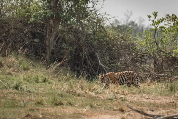 Tigre de Bengala cruza prado com arbustos atrás — Fotografia de Stock