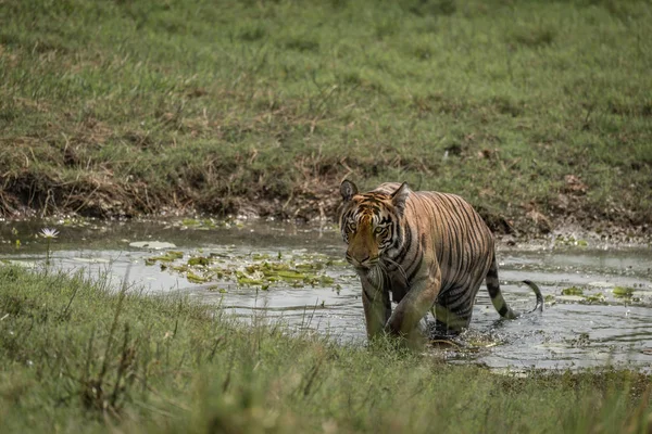 Tigre de Bengala cruza riacho no prado ensolarado — Fotografia de Stock