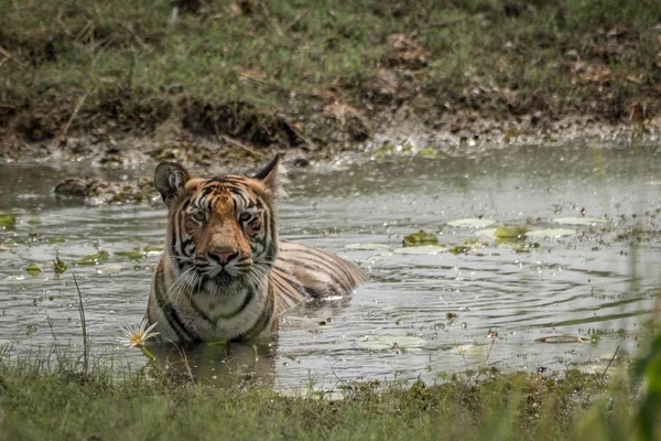 Tigre de bengala em fluxo olhando para a câmera — Fotografia de Stock