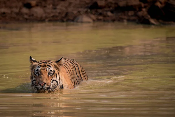 Bengal tiger leaves wake in water hole — Stock Photo, Image