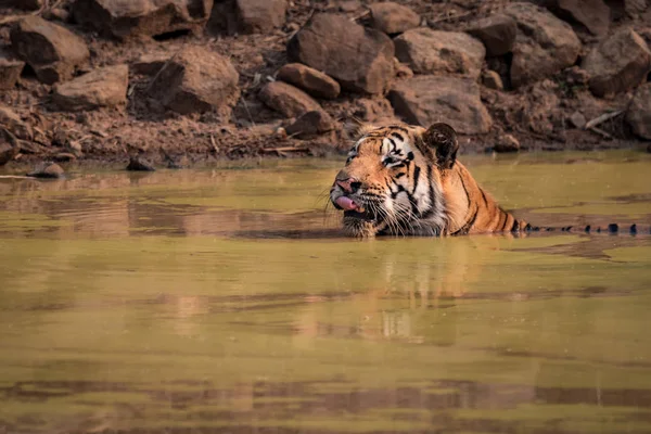 Tygr bengálský olizuje rty ve vodě — Stock fotografie