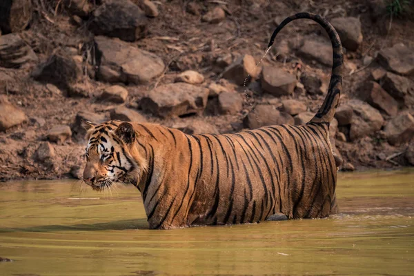 Бенгальский тигр в воде с капающим хвостом — стоковое фото