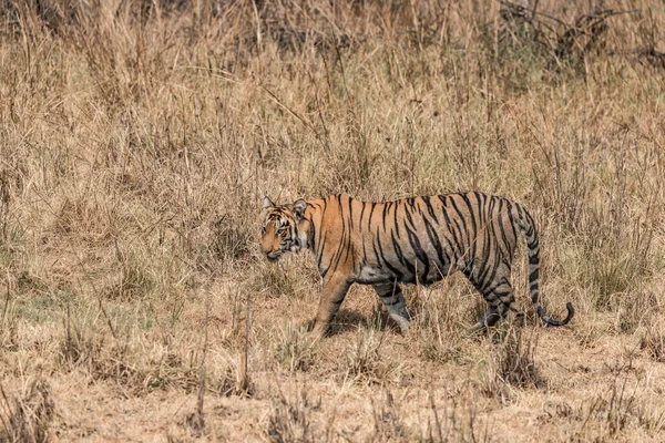 Bengal tiger walks right-to-left in dry grass — Stock Photo, Image