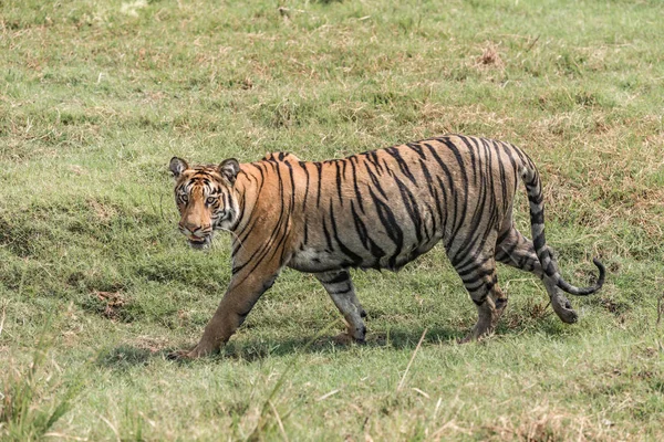 Bengal tiger walks right-to-left in lush grass — Stock Photo, Image