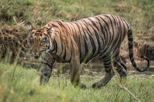Tigre de Bengala caminha da direita para a esquerda com fluxo atrás — Fotografia de Stock