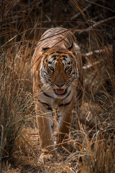 Bengáli tigris sétál felé kamera a fűben — Stock Fotó
