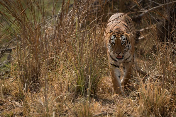 Tigre de Bengala camina hacia la cámara desde los arbustos — Foto de Stock