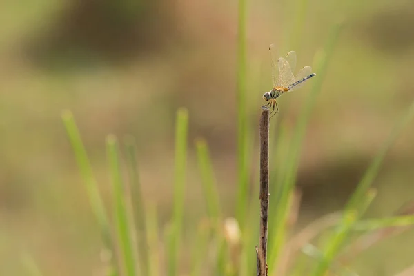 Dragonfly vilar på torr pinne i solsken — Stockfoto