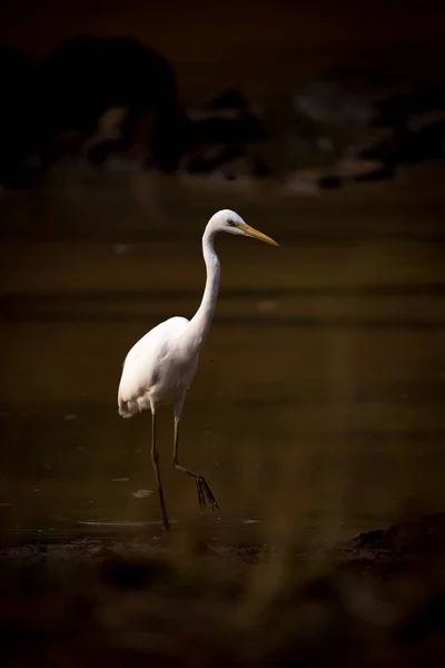 Intermediate egret wades through lake in shadows — Stock Photo, Image