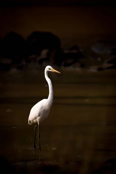 Intermediate egret wading through lake in shadows — Stock Photo, Image