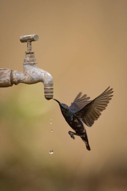 Bahçe musluk damlayan mor sunbird içecekler