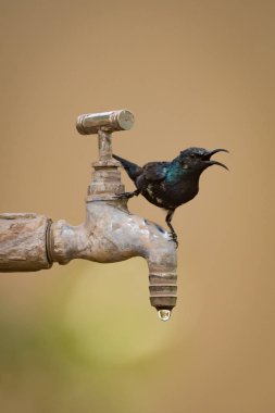 Musluğu açık Gaga ile mor sunbird