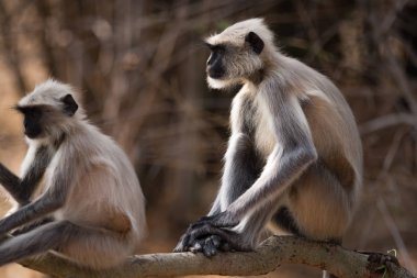 Güneşli Şubesi üzerinde oturan iki Hanuman langurlar