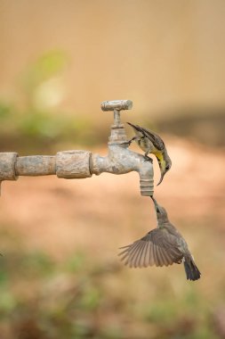 İki kadın mor Kanarya dokunun içme