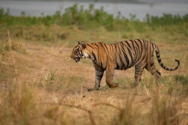 Bengal kaplanı Gölü kıyısında yürür