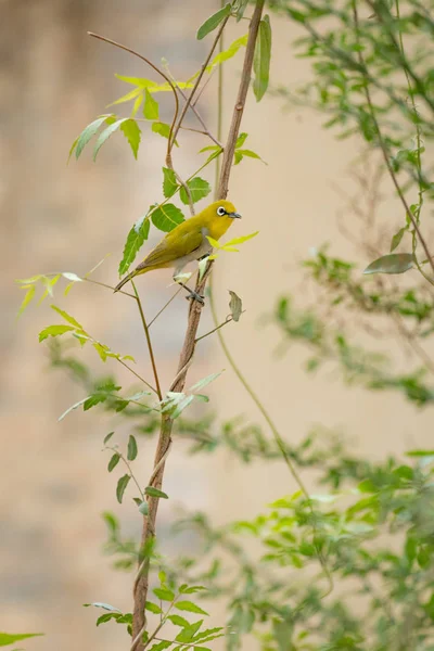 Orientalisches Weißauge hockt auf Ast im Garten — Stockfoto