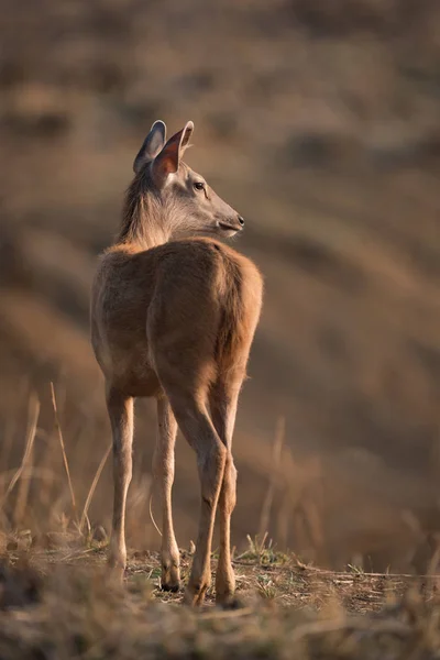 Cervo sambar macho vira a cabeça em direção ao sol — Fotografia de Stock