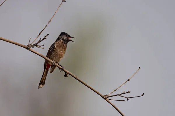 Bulbul de ventilación roja posado en la rama bajo el sol — Foto de Stock