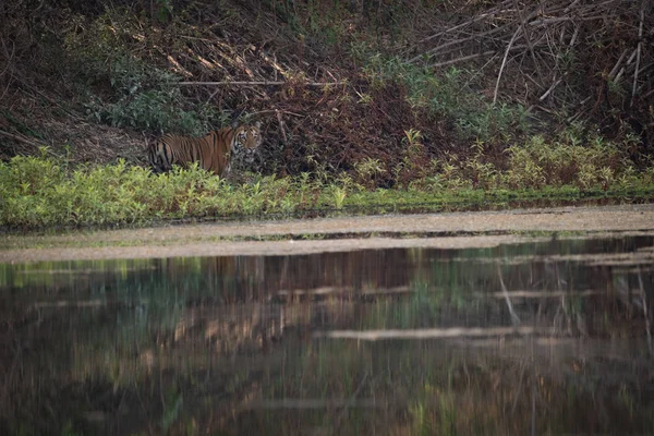 Tigre de Bengala mira hacia fuera sobre el agua tranquila — Foto de Stock