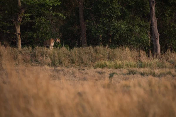 Tigre de Bengala mira sobre el prado desde la línea de árboles — Foto de Stock