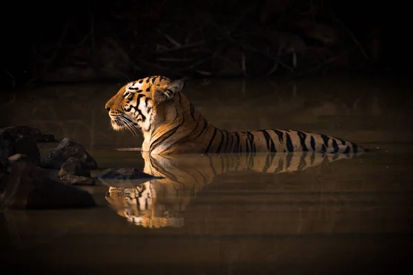 Bengalisk tiger liggande i skuggiga vattenhålet — Stockfoto