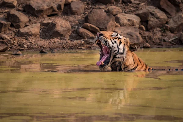 Bengala tigre senta bocejo no buraco da água — Fotografia de Stock