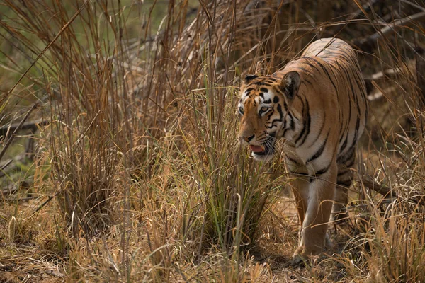 Tigre du Bengale tournant à gauche hors des buissons — Photo