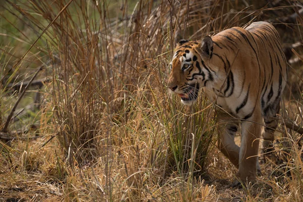 Bengal tiger turning left out of undergrowth