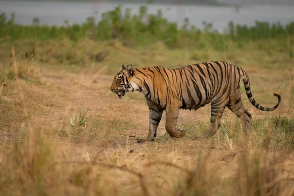 Tygr bengálský chodí na břehu jezera — Stock fotografie